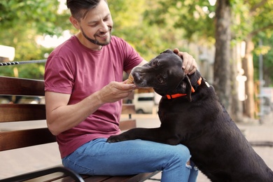 Owner treating his brown labrador retriever with ice-cream outdoors