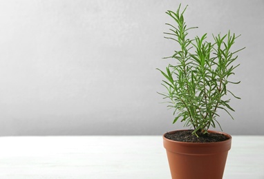 Photo of Pot with green rosemary bush against grey background. Space for text