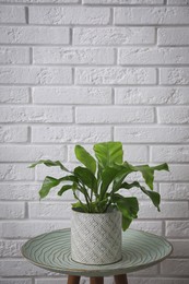 Photo of Beautiful fresh potted fern on green table near white brick wall. Space for text
