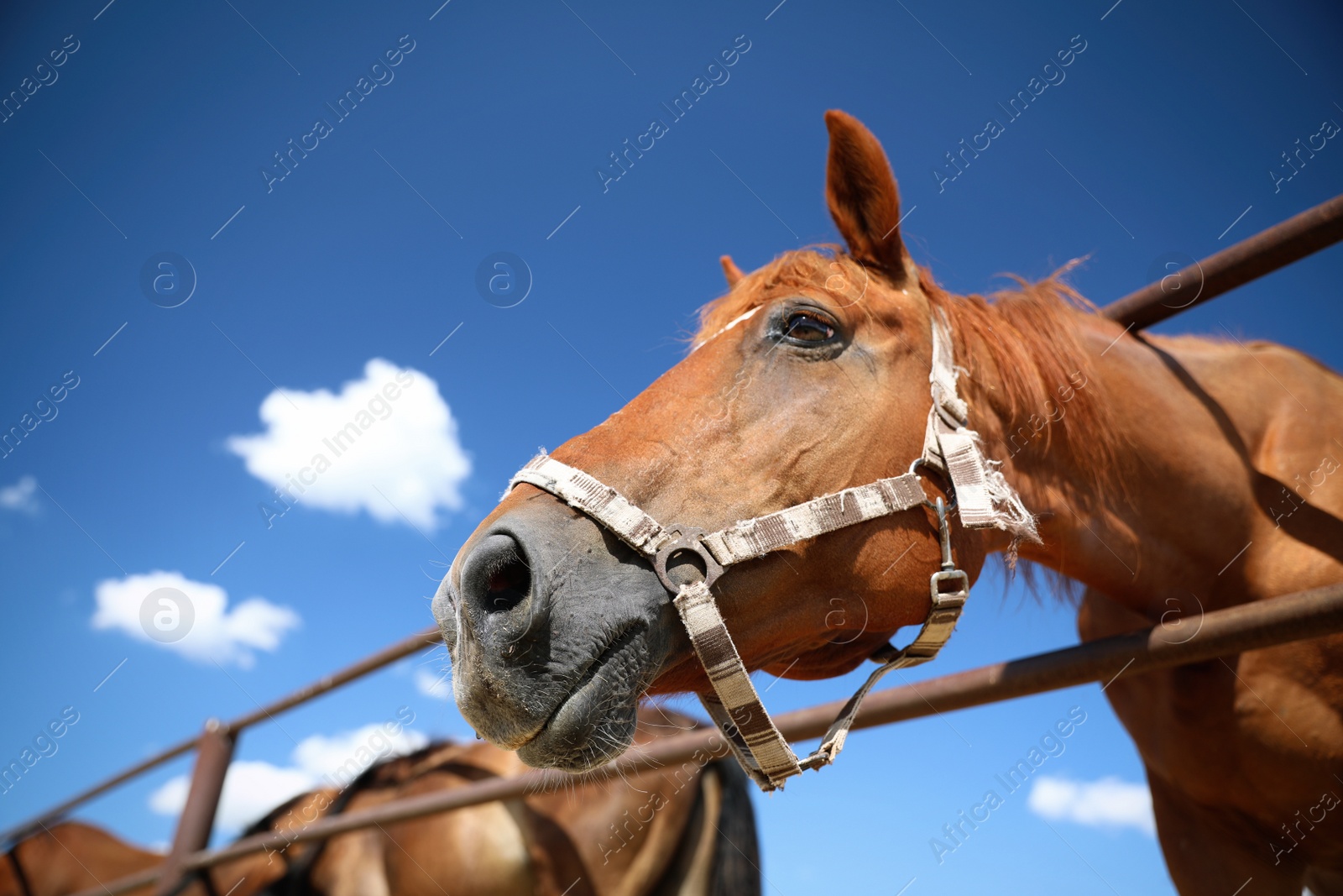 Photo of Chestnut horse at fence outdoors on sunny day, closeup. Beautiful pet