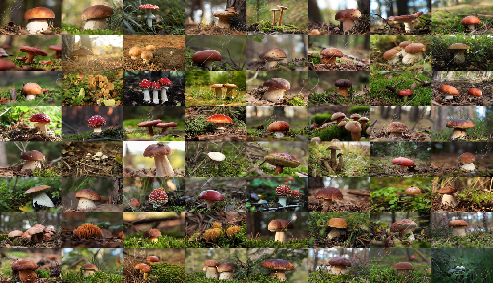 Image of Collage with photos of different wild mushrooms in forest