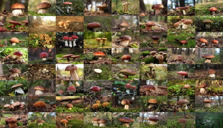 Image of Collage with photos of different wild mushrooms in forest