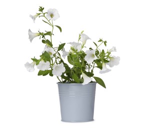 Photo of Beautiful petunia flowers in grey pot isolated on white
