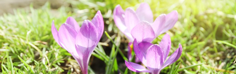 Image of Beautiful purple crocus flowers growing in garden. Banner design 