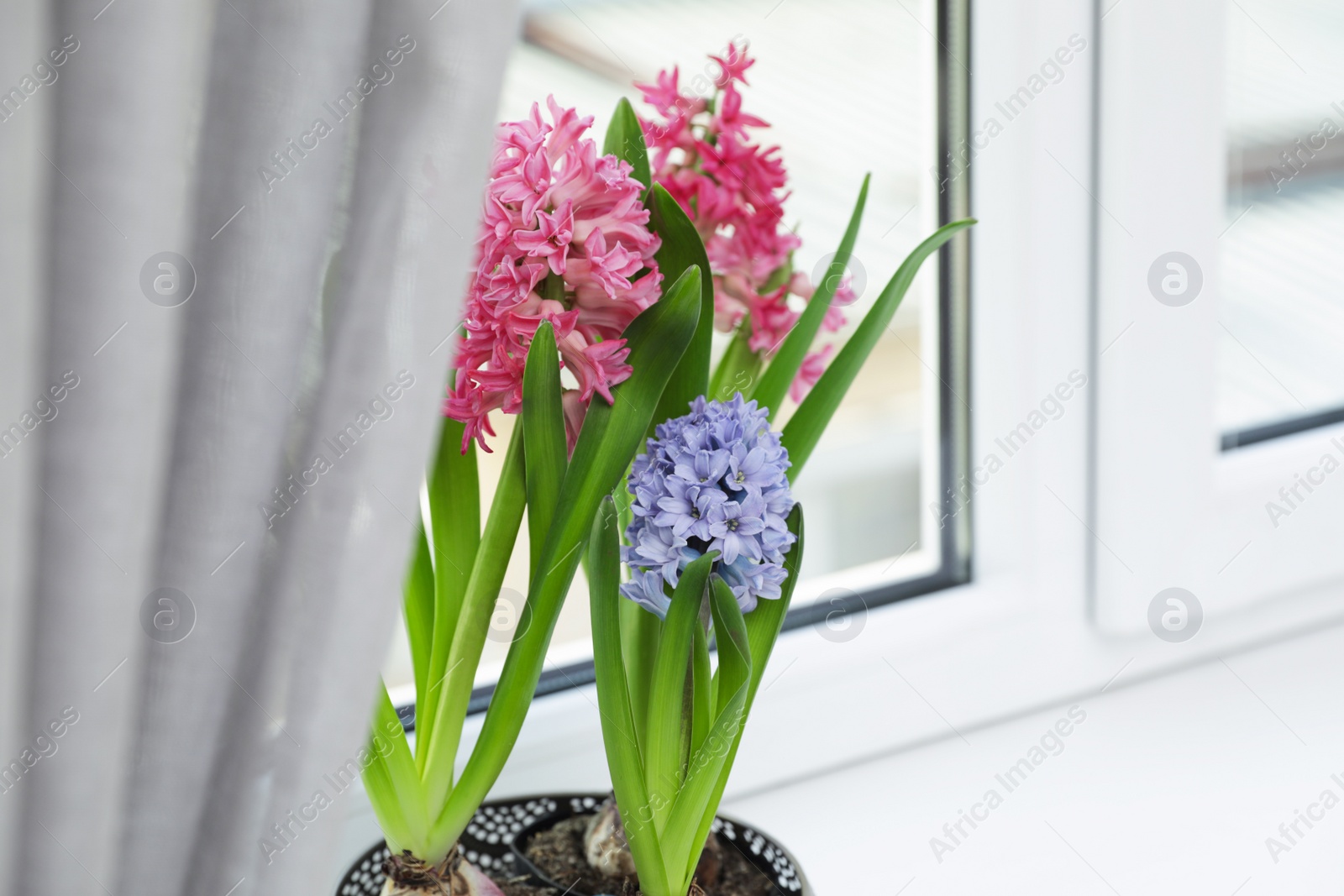 Photo of Blooming spring hyacinth flowers on windowsill at home, space for text