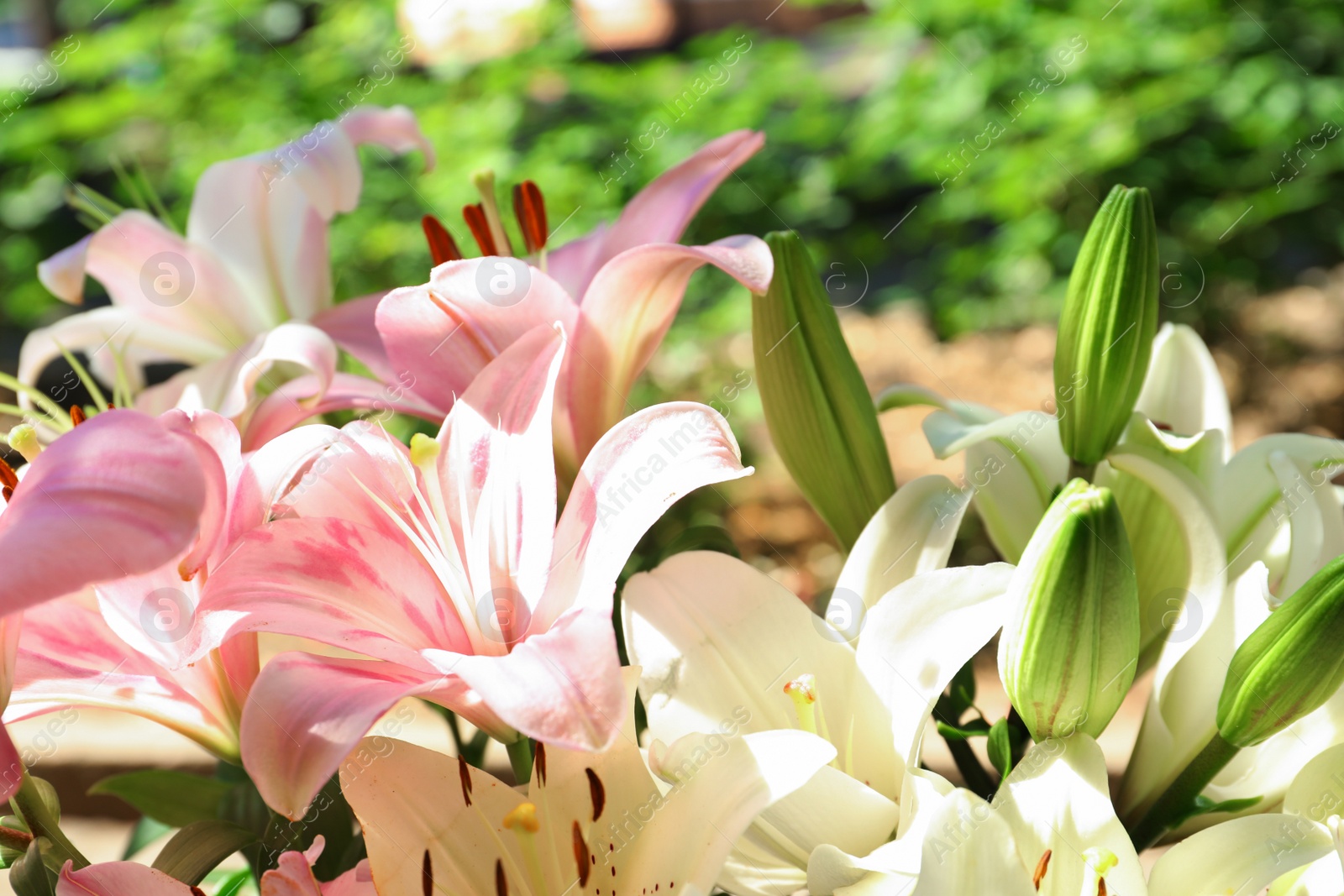 Photo of Beautiful blooming lily flowers in garden, closeup