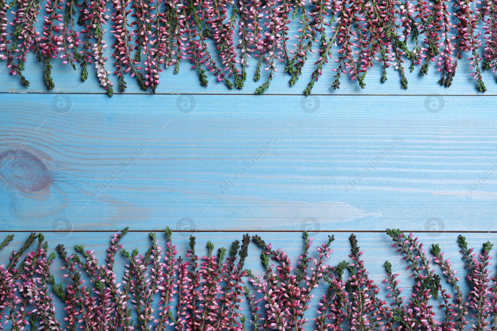 Photo of Heather branches with beautiful flowers on light blue wooden table, flat lay. Space for text