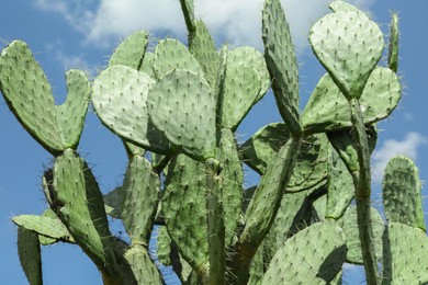 Photo of Beautiful prickly pear cactus growing against blue sky