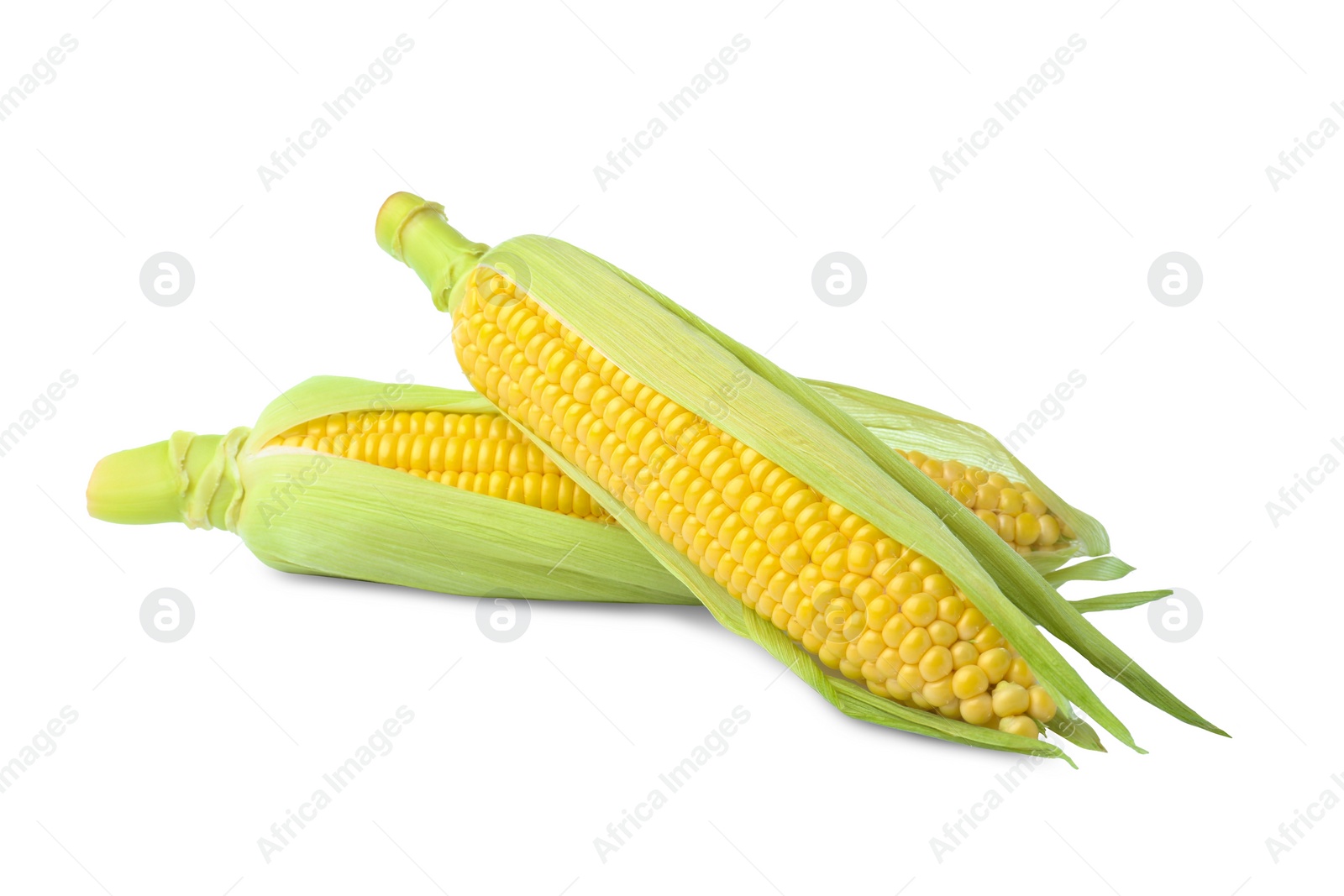 Photo of Tasty fresh corn cobs isolated on white