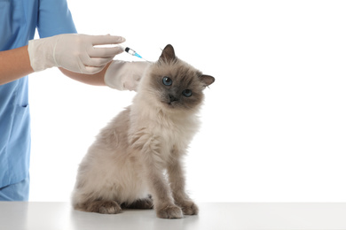 Professional veterinarian vaccinating cat on white background, closeup