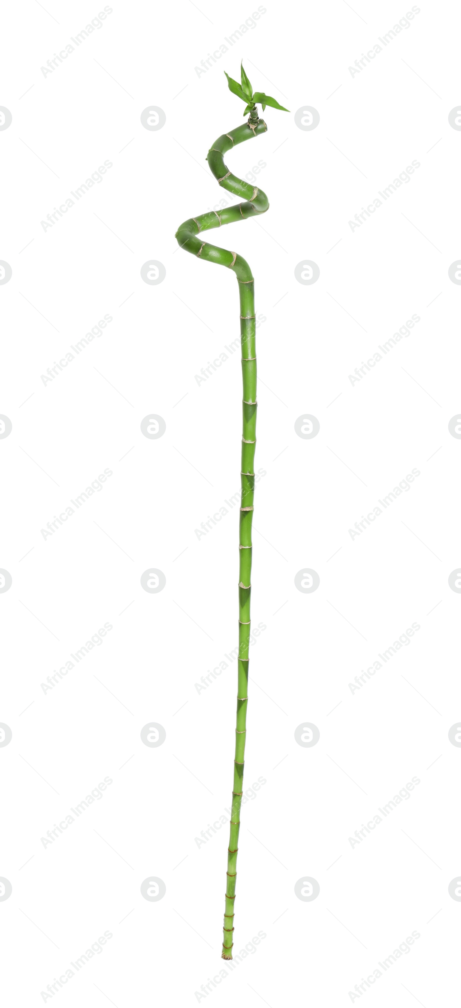 Photo of Beautiful green bamboo stem on white background