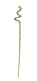 Beautiful green bamboo stem on white background