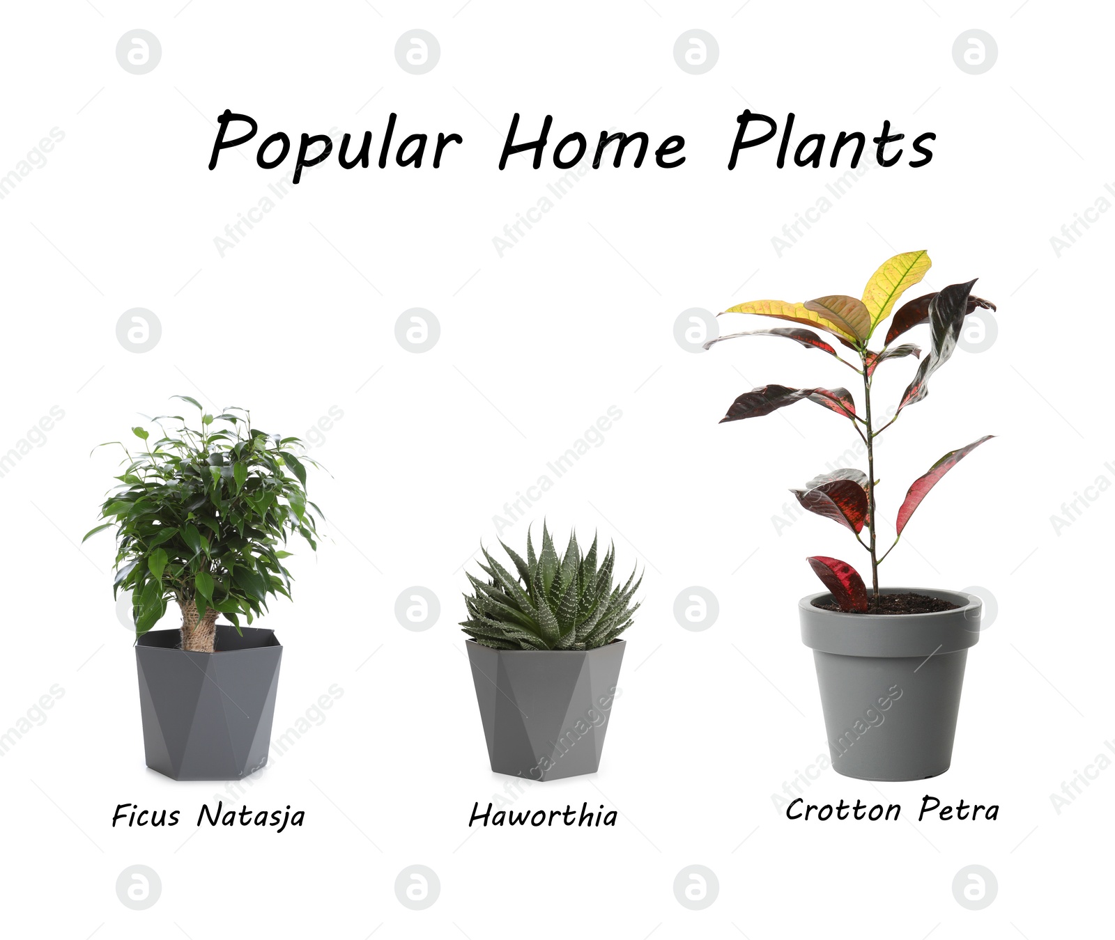 Image of Set of popular house plants on white background