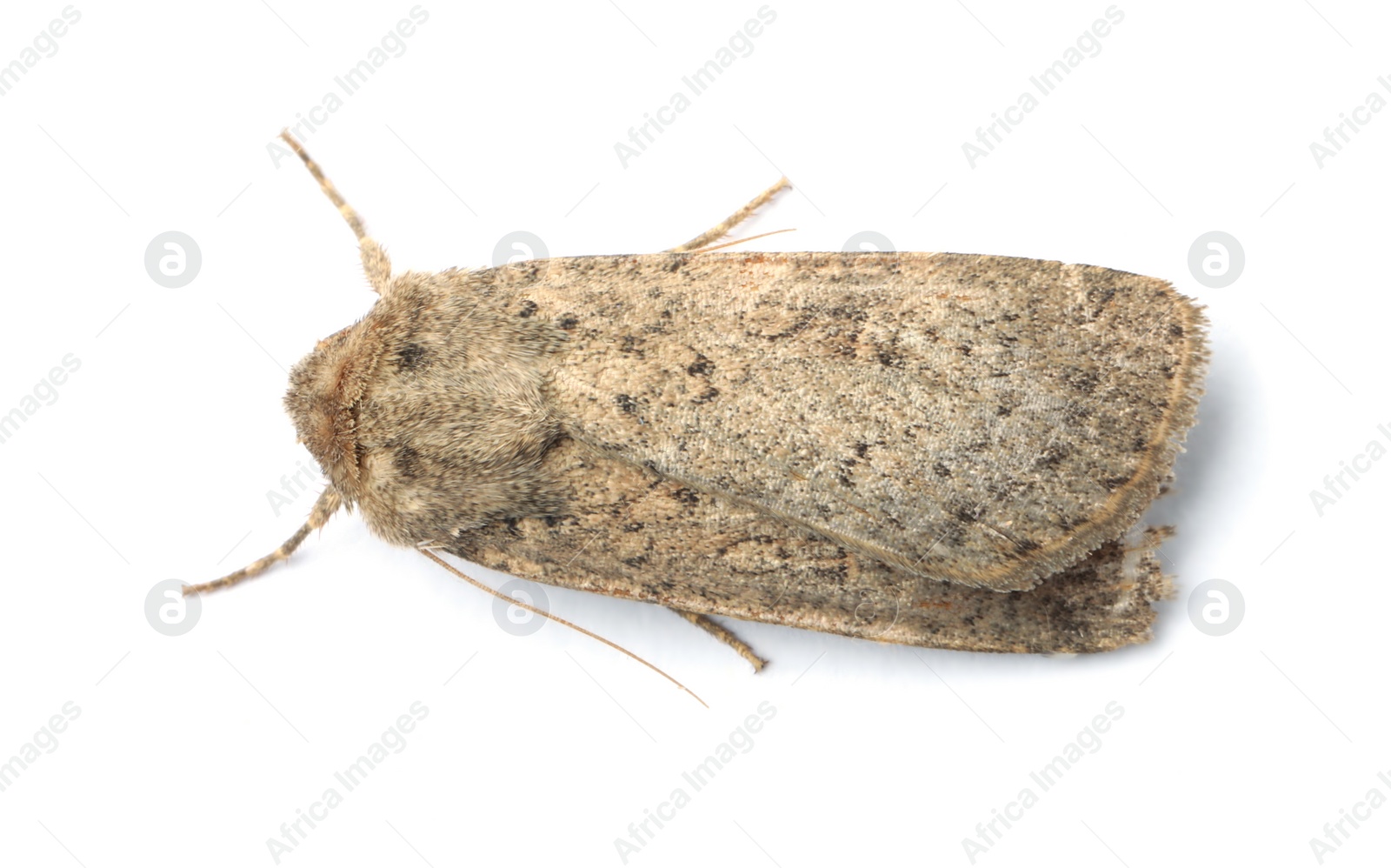 Photo of Single Hoplodrina ambigua moth isolated on white, top view