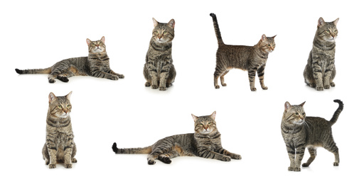 Image of Collage of beautiful tabby cat on white background. Lovely pet