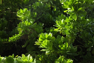 Beautiful exotic plant outdoors on sunny day, closeup