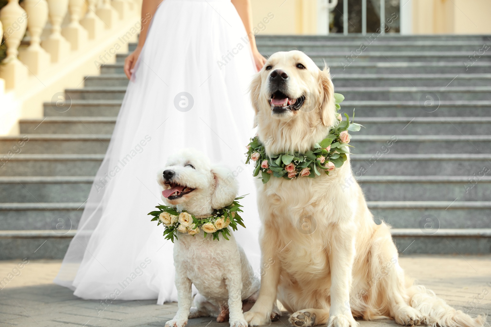 Photo of Bride and adorable dogs wearing wreathes made of beautiful flowers outdoors, closeup