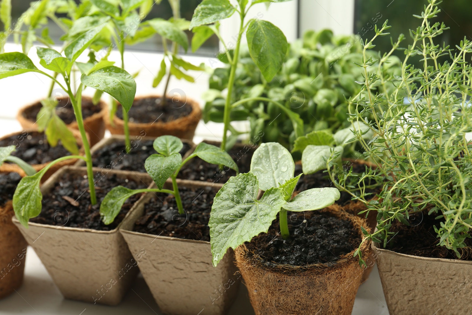 Photo of Many different seedlings in peat pots near window, closeup