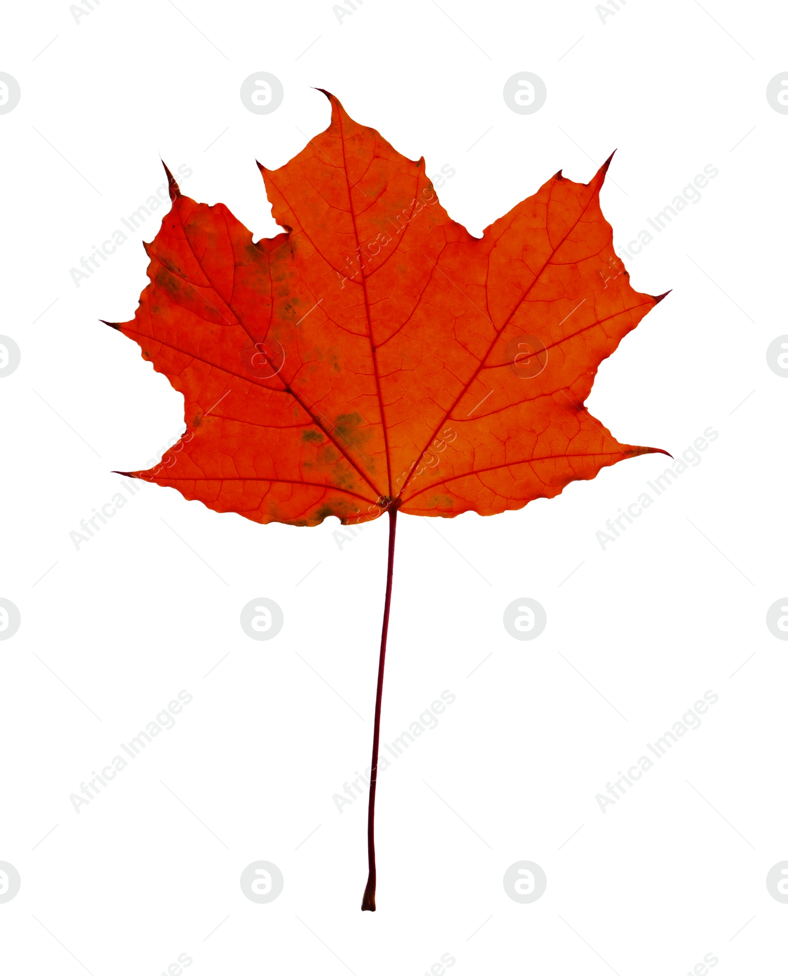 Image of Beautiful red maple leaf isolated on white. Autumn season