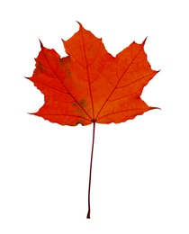 Image of Beautiful red maple leaf isolated on white. Autumn season