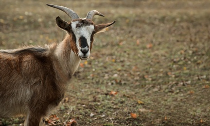 Photo of Goat grazing on autumn pasture. Farm animal