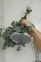 Photo of Woman hanging branches with green eucalyptus leaves on shower, closeup