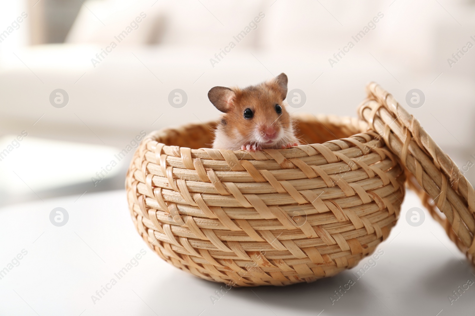 Photo of Cute little hamster in wicker bowl on white table indoors