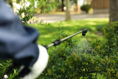 Photo of Worker spraying pesticide onto green bush outdoors, closeup. Pest control