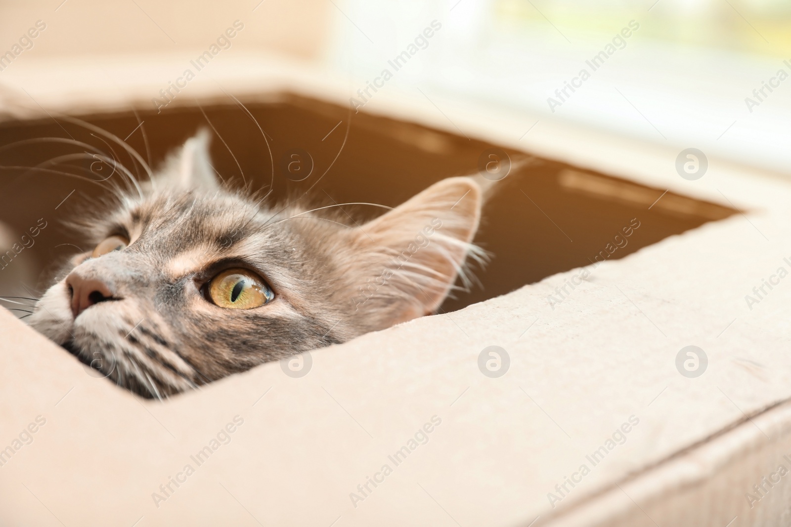 Photo of Adorable Maine Coon cat looking out through hole in cardboard box at home