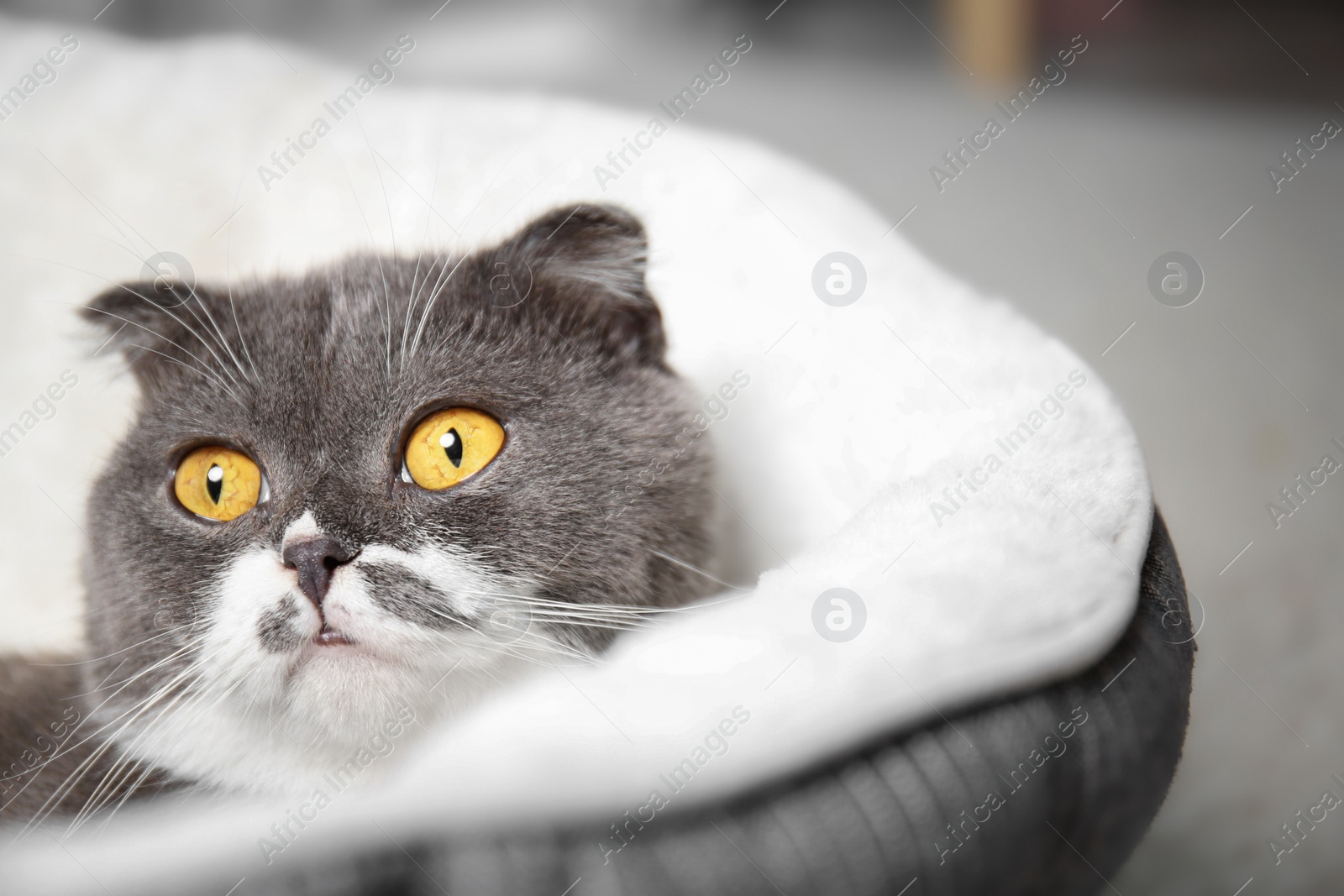 Photo of Cute cat resting on pet bed at home