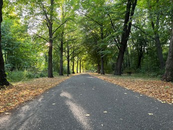 Beautiful landscape with pathway among tall trees in park