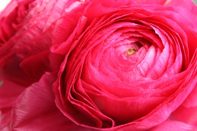 Photo of Beautiful bright spring ranunculus flowers as background, closeup