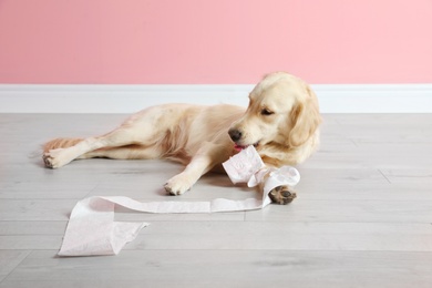 Photo of Cute dog playing with roll of toilet paper on floor against color wall