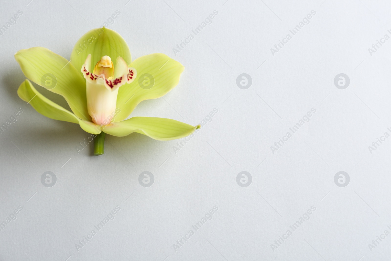 Photo of Beautiful tropical orchid flower on grey background, top view. Space for text