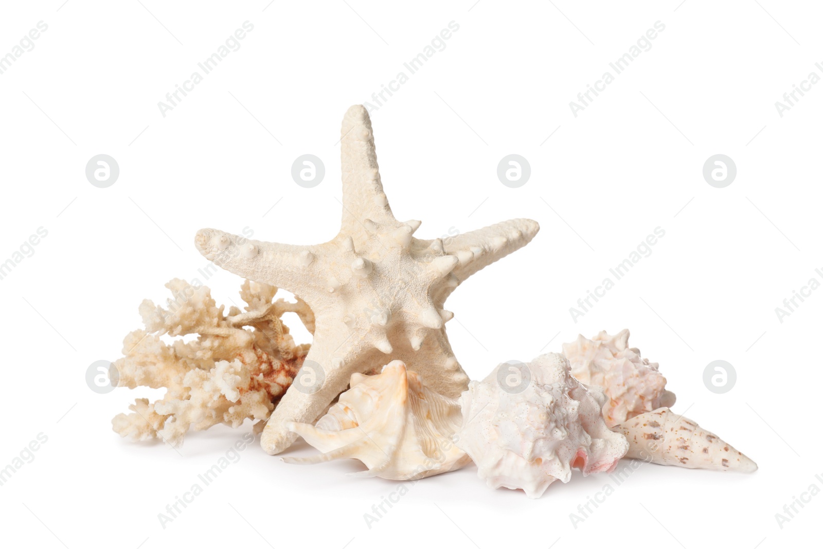 Photo of Beautiful starfish, coral and sea shells on white background