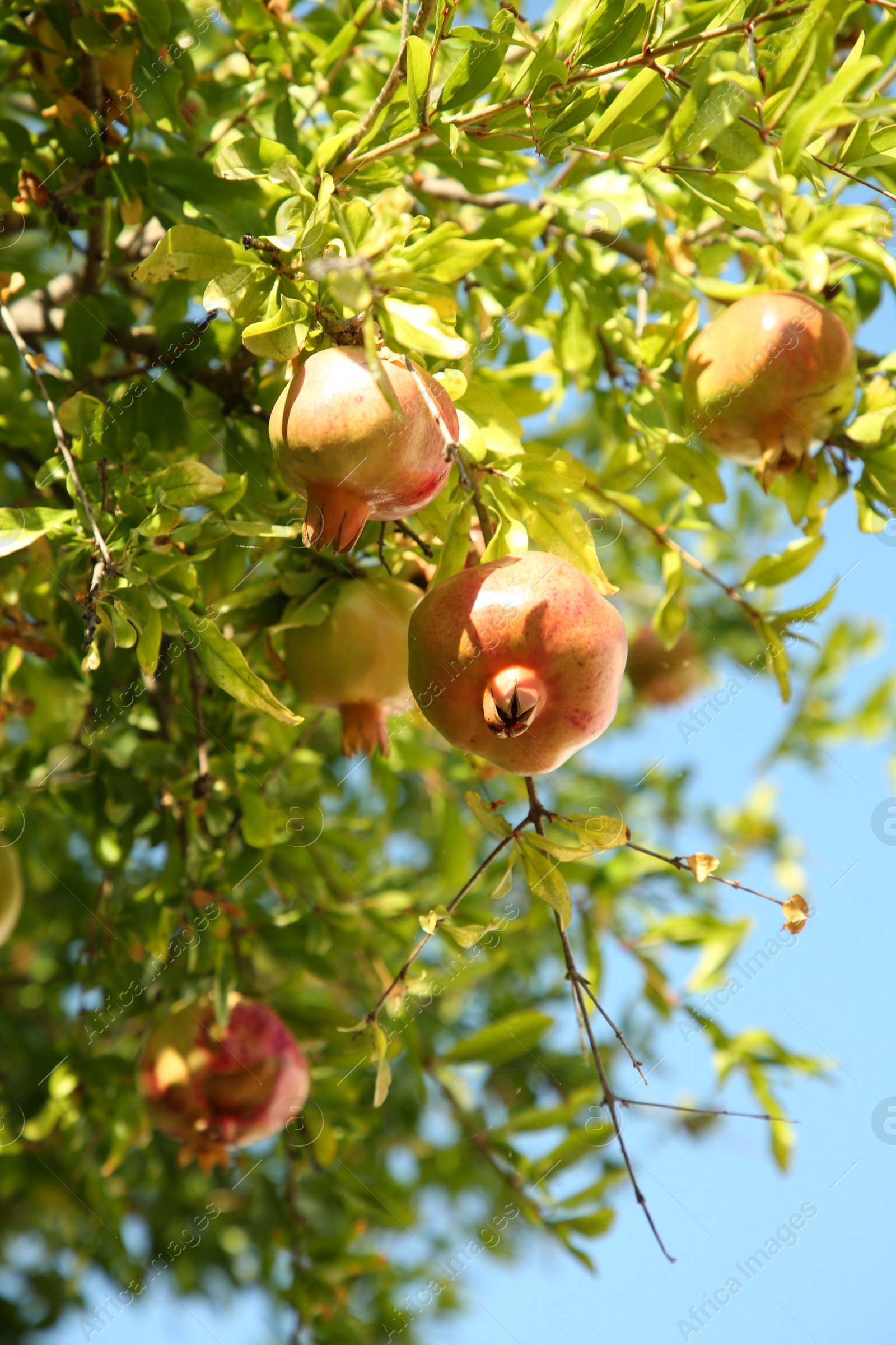 Photo of Pomegranate tree with unripe fruits growing on sunny day