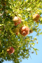 Photo of Pomegranate tree with unripe fruits growing on sunny day