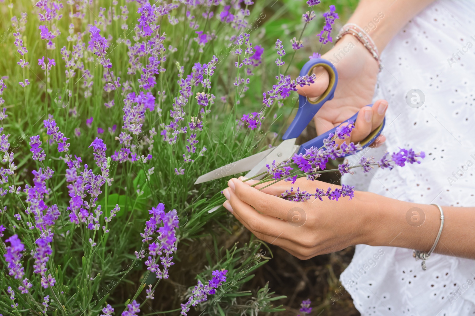 Photo of Woman cutting lavender flowers in beautiful field, closeup