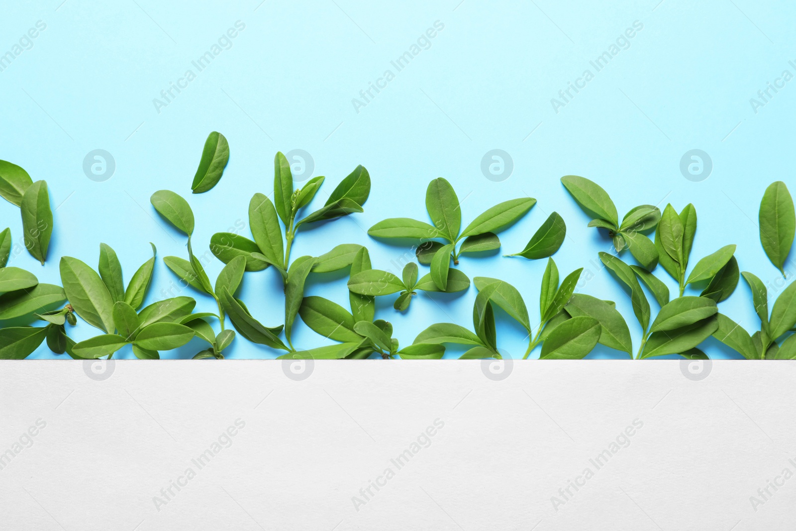 Photo of Blank card with green leaves on color background