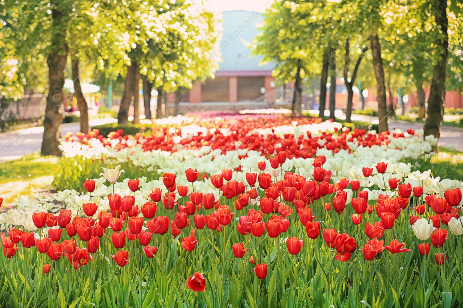 Photo of Blossoming tulips outdoors on sunny spring day