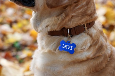 Image of Dog in collar with metal tag outdoors, closeup