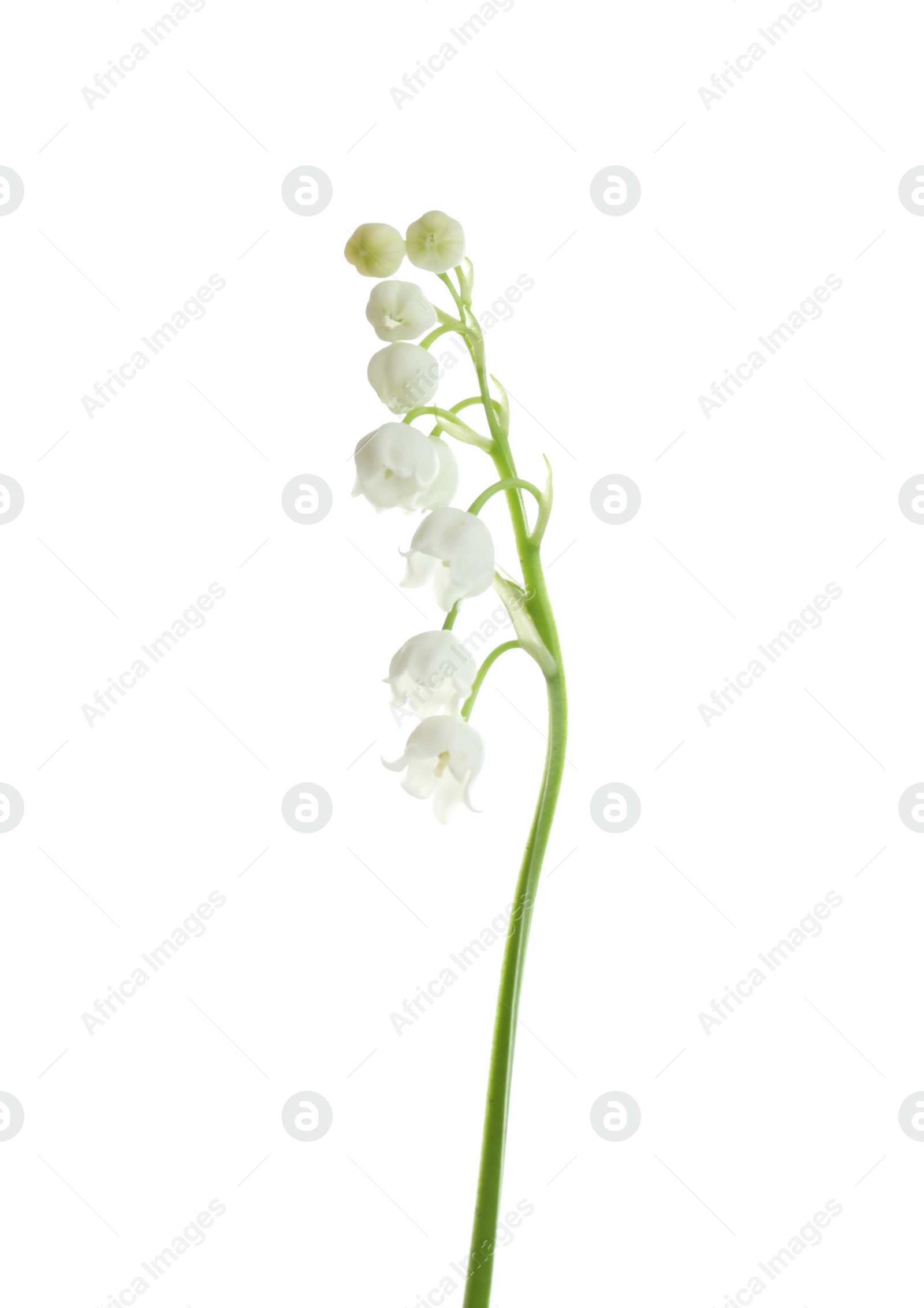 Photo of Beautiful fragrant lily of the valley on white background