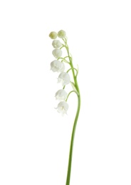 Photo of Beautiful fragrant lily of the valley on white background
