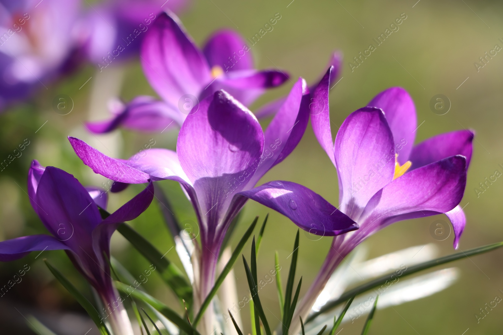 Photo of Fresh purple crocus flowers growing on blurred background, closeup