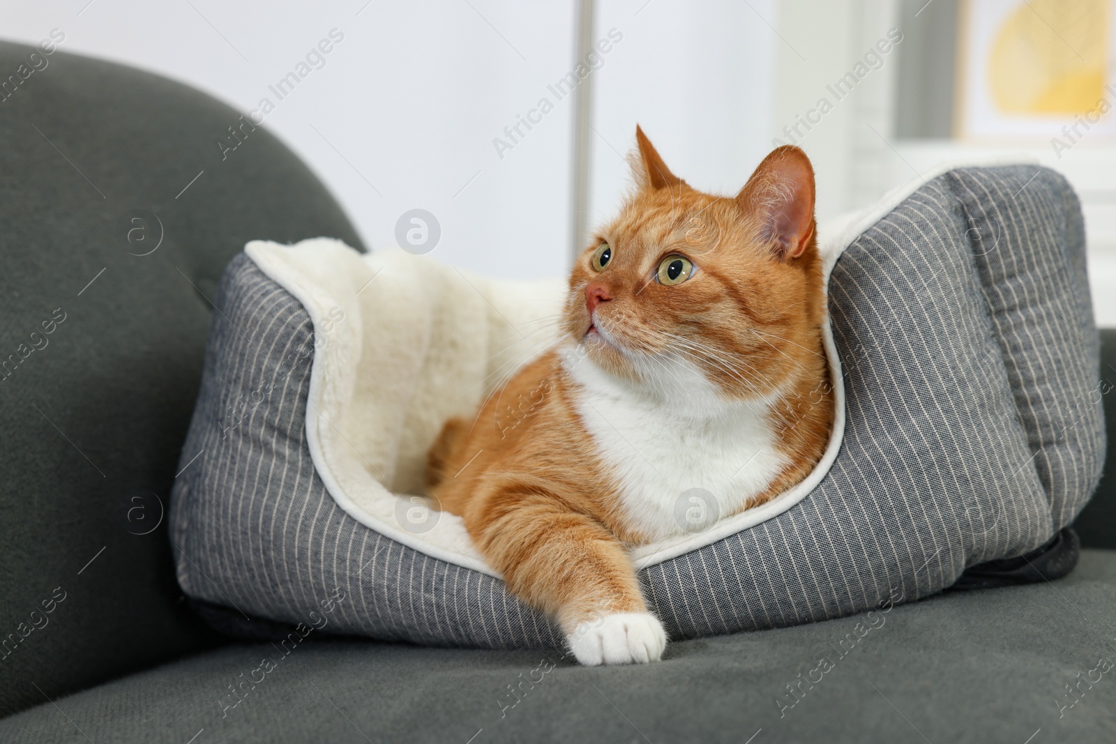 Photo of Cute ginger cat lying on pet bed at home