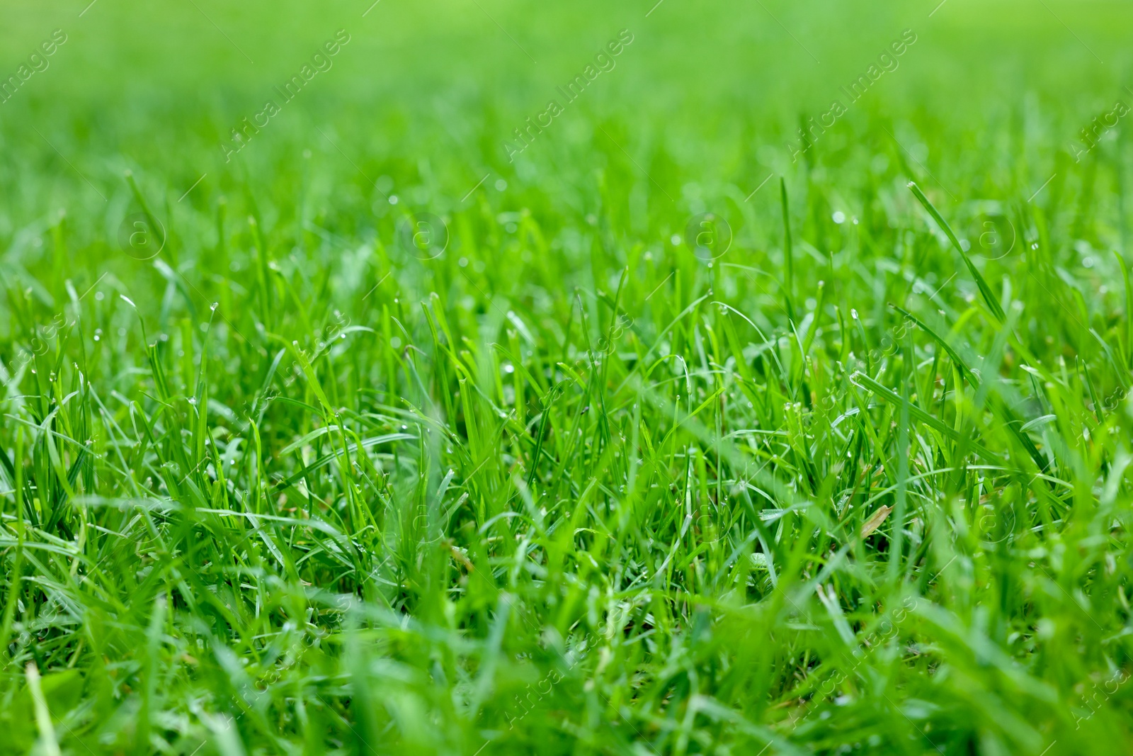 Photo of Fresh green grass growing outdoors in summer, closeup