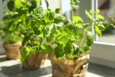Photo of Aromatic potted mint on windowsill indoors, closeup. Healthy herbs