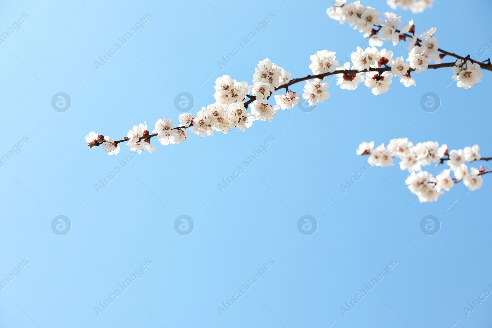 Photo of Beautiful apricot tree branches with tiny tender flowers against blue sky, space for text. Awesome spring blossom