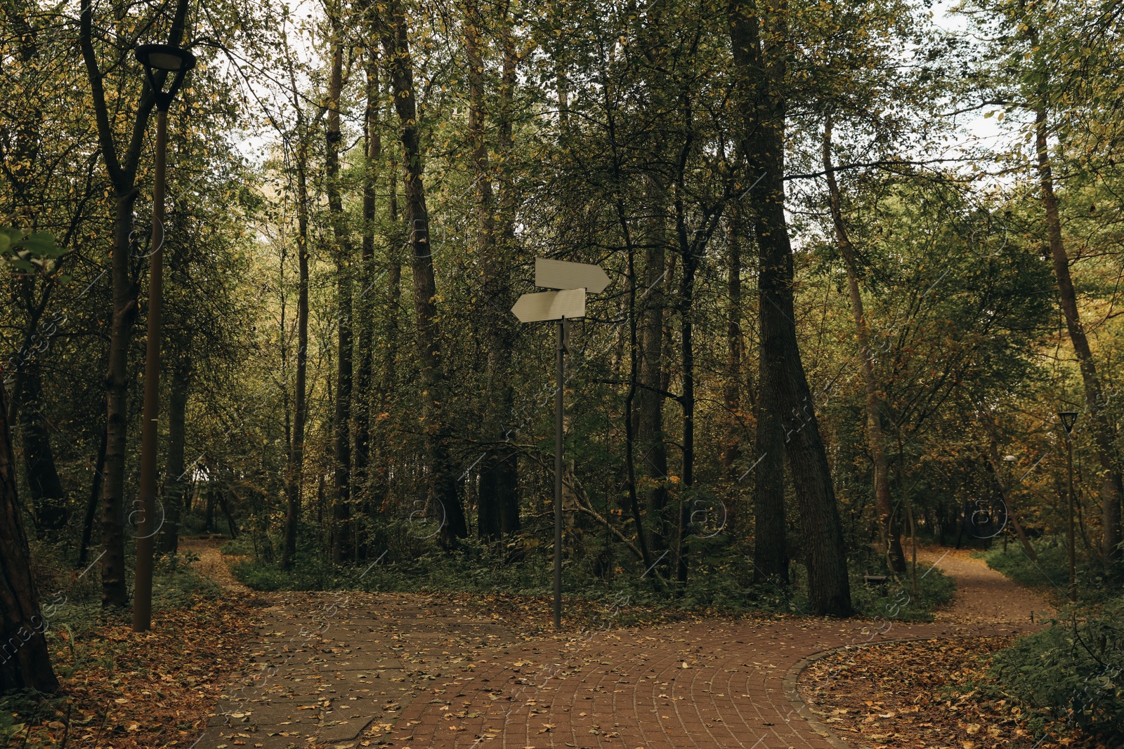 Photo of Many beautiful trees and pathway in autumn park