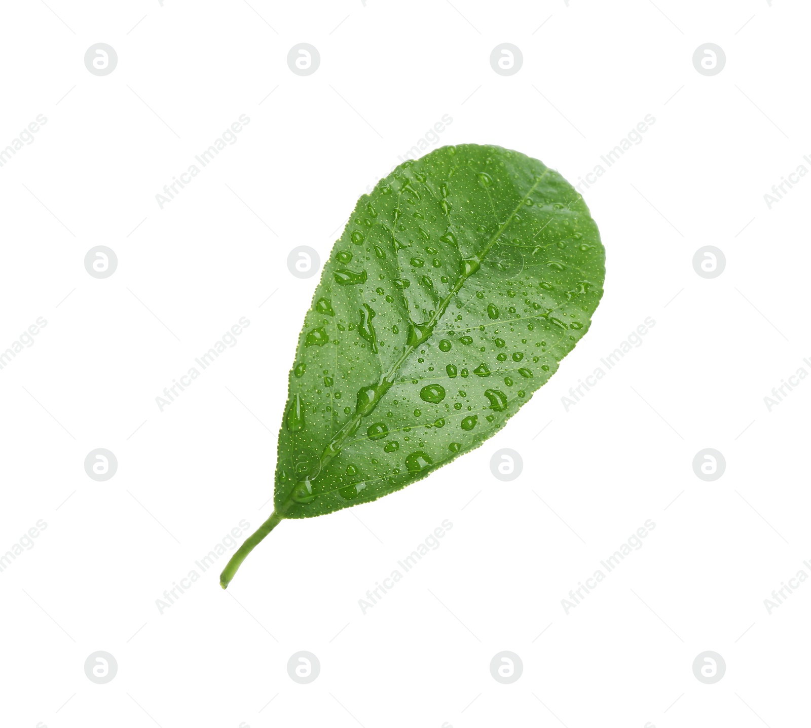 Photo of Fresh green citrus leaf with water drops on white background